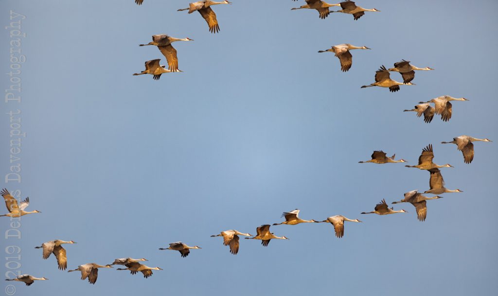 _15A9641-Edit  sandhill cranes in flight