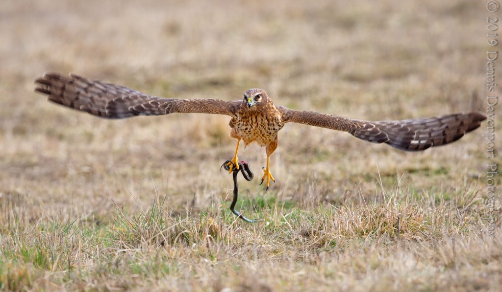 _15A0708-Edit  northern harrier with snake