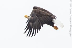 _15A0470-Edit  bald eagle flight