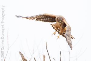 _15A0495-Edit  northern harrier in flight
