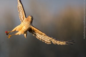 _15A3918-Edit  northern harrier with catch