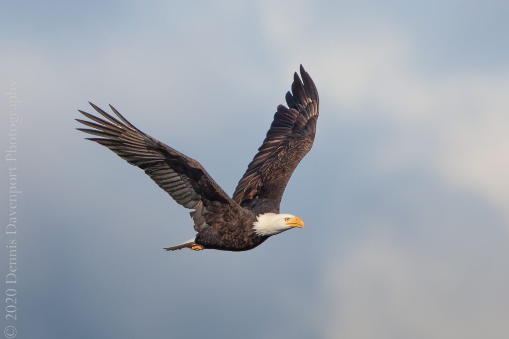 9B8A1457-Edit Bald Eagle in flight