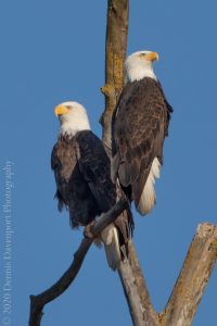 9B8A1524-Edit  Bald Eagle pair