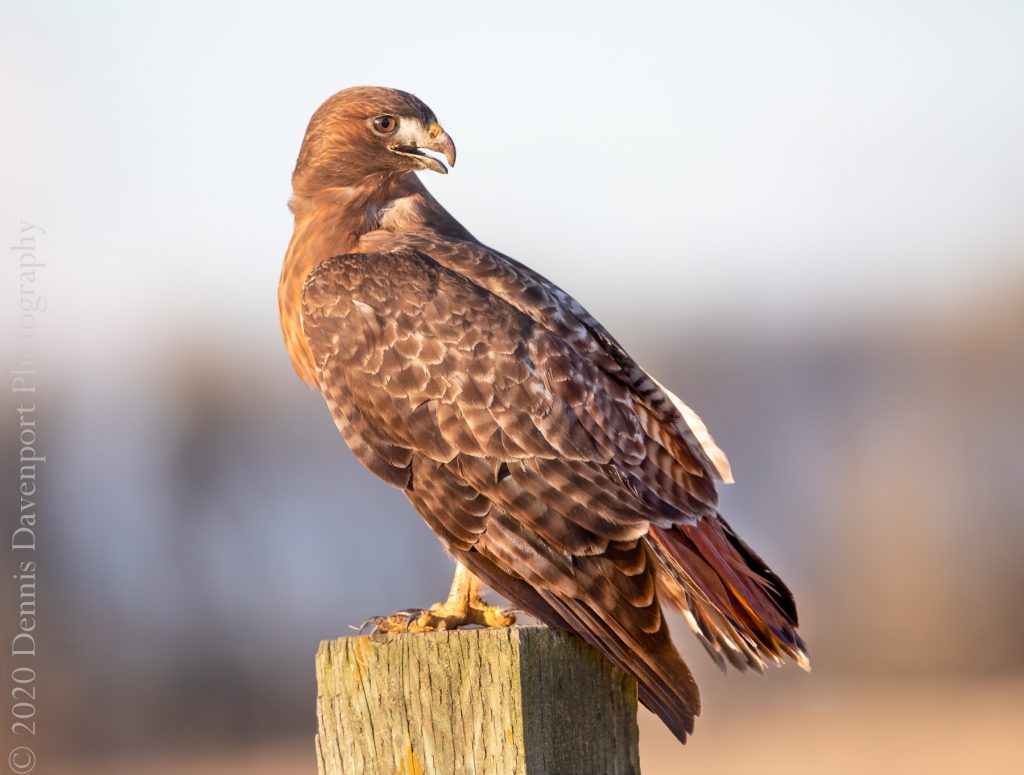 9B8A1625-Edit  red-tailed hawk