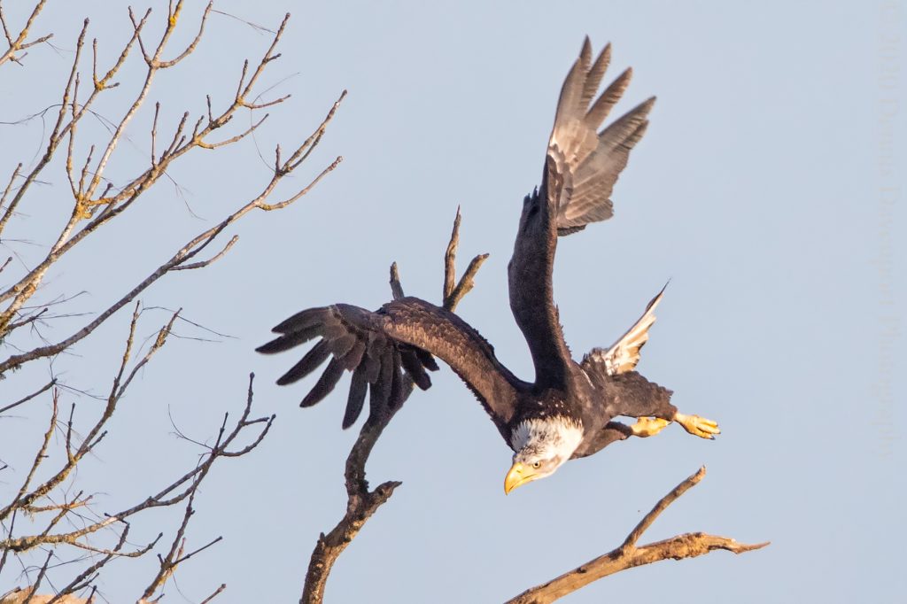 5DM42770-Edit-Edit  Bald Eagle chasing juvenile flight