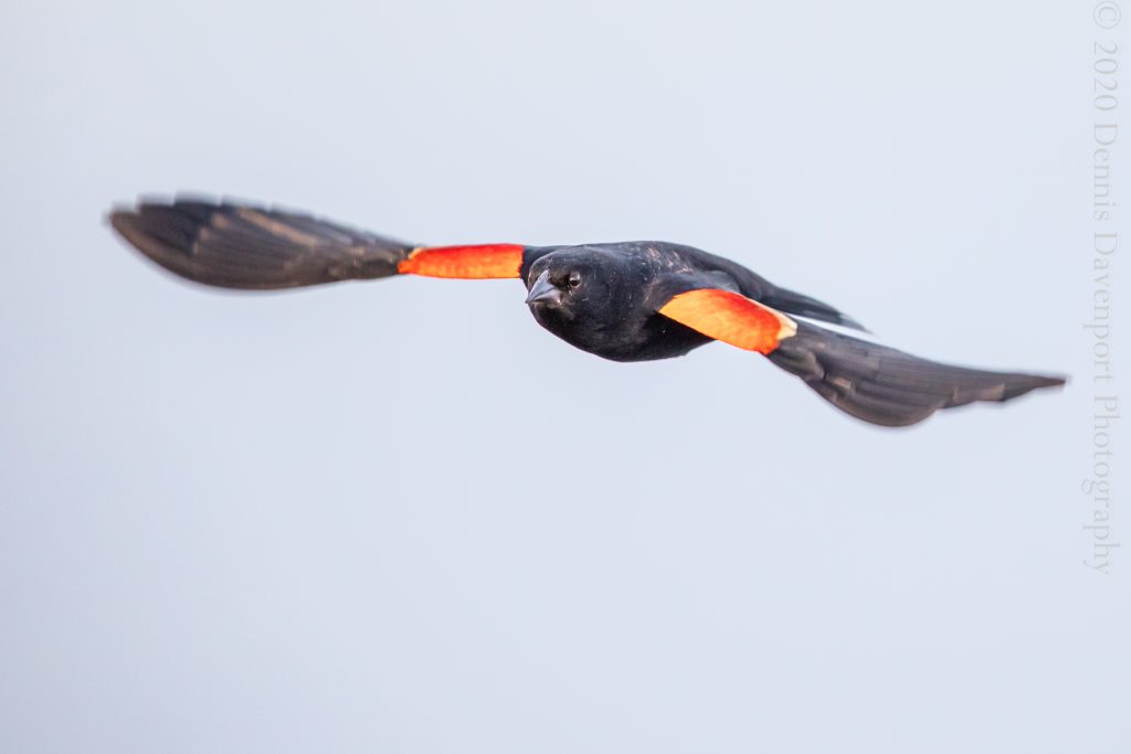 5DM42970 red-winged blackbird in flight - no crop