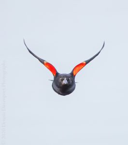 5DM42989-Edit  Red-winged Blackbird flight